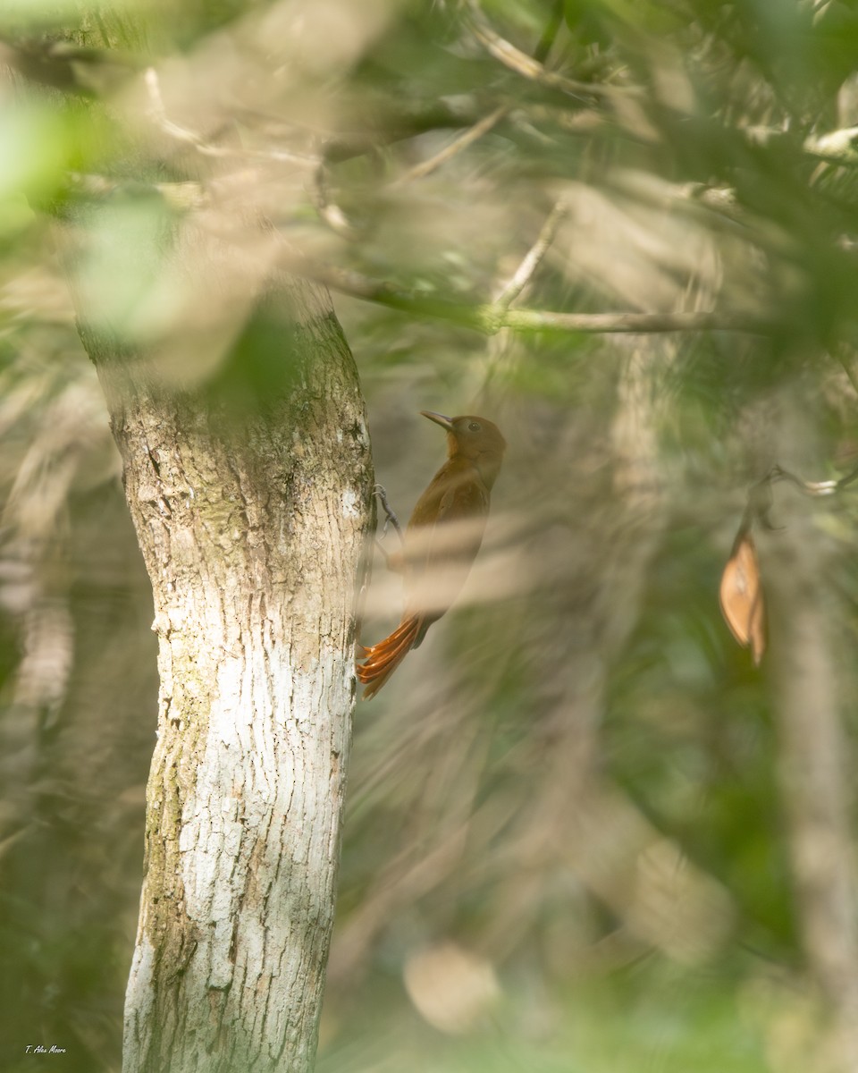 Grimpar roux - ML647329840