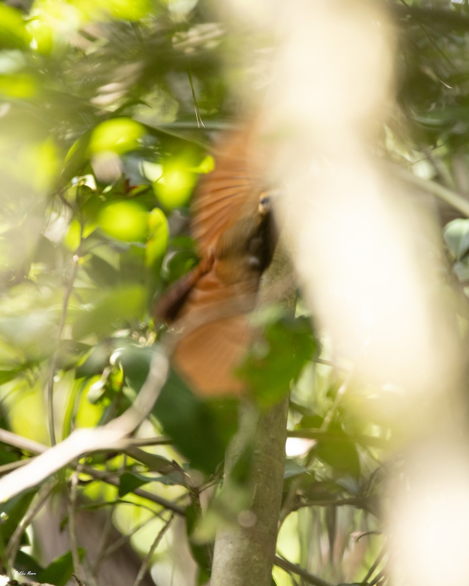 Grimpar roux - ML647329841