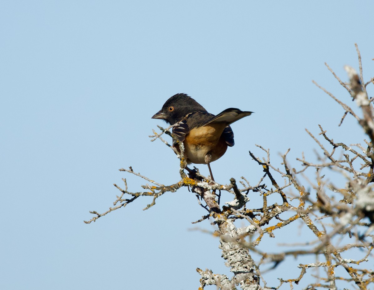 Tohi tacheté - ML647329842