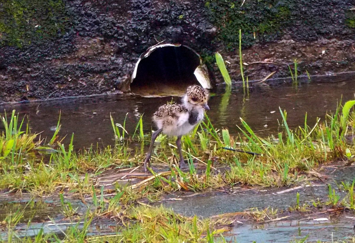 Vanneau téro - ML647329843