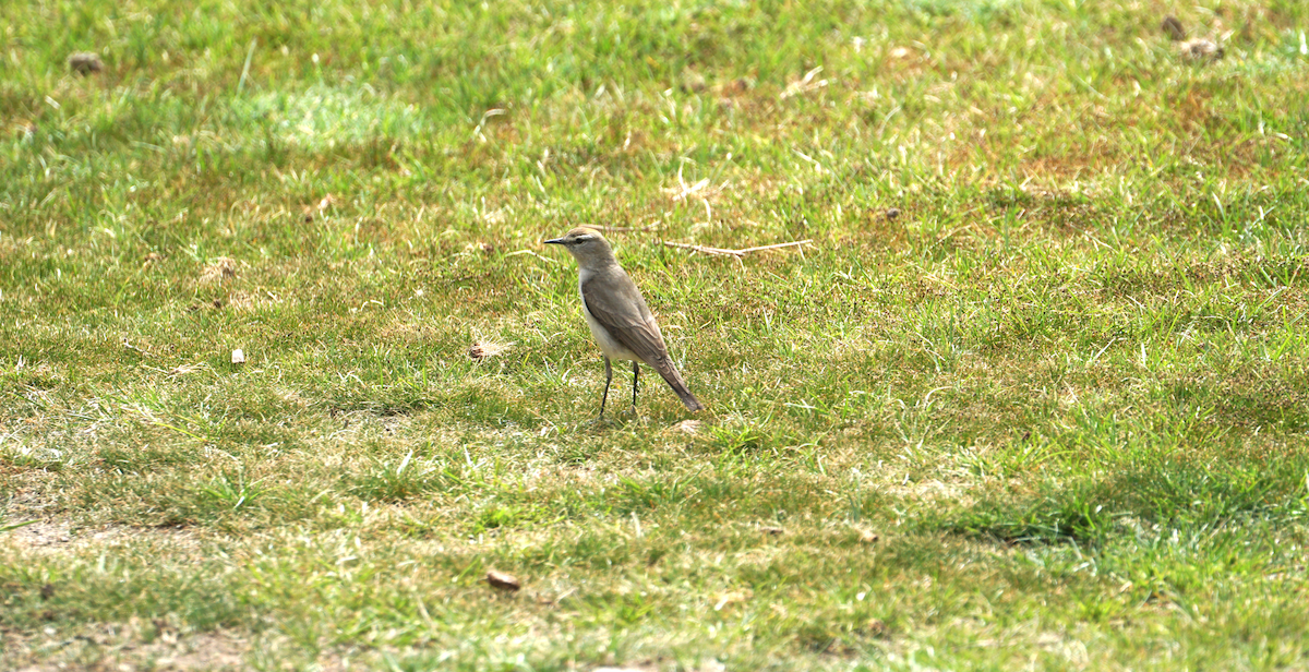 White-browed Ground-Tyrant - ML647329845