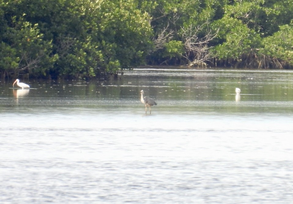 White Ibis - ML647329847