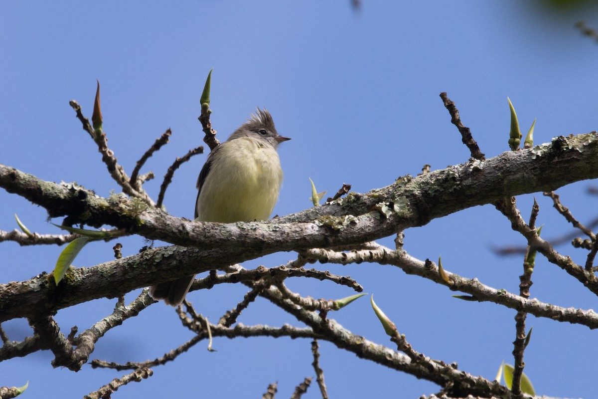 Yellow-bellied Elaenia - ML647329850
