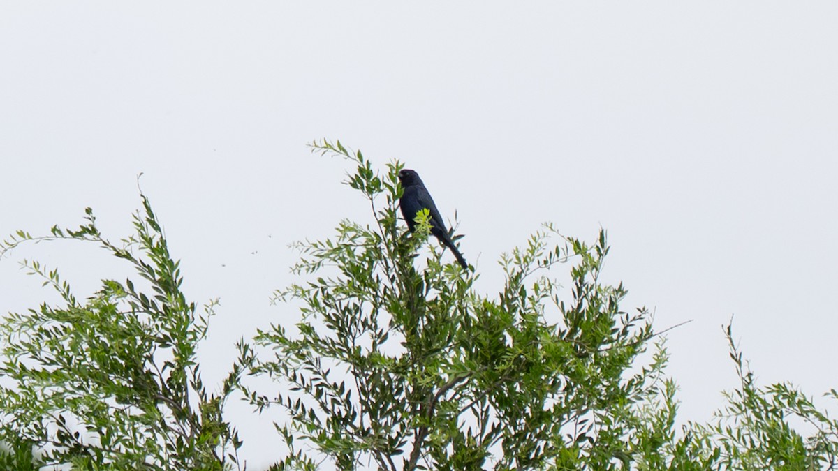 Solitary Black Cacique - ML647329854