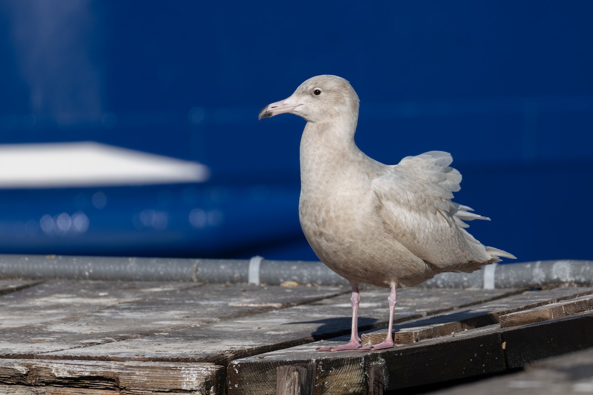 Мөсний цахлай - ML647329860