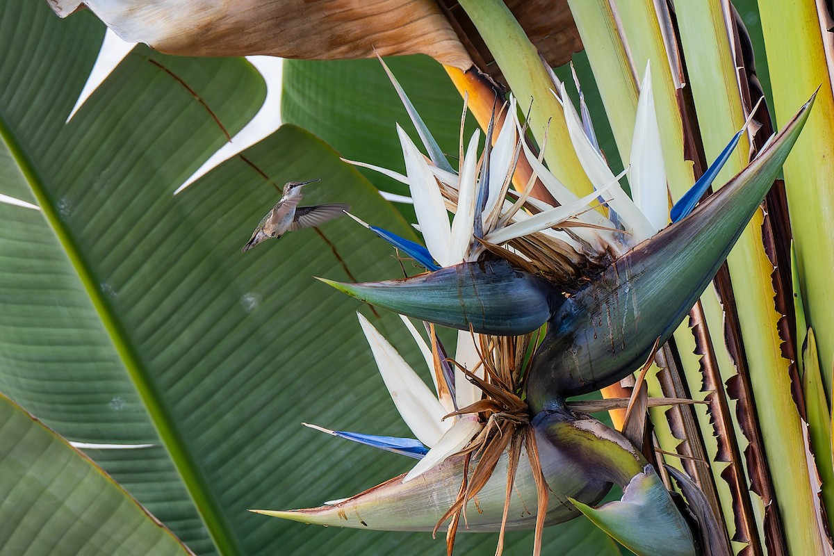Ruby-throated Hummingbird - ML647329861