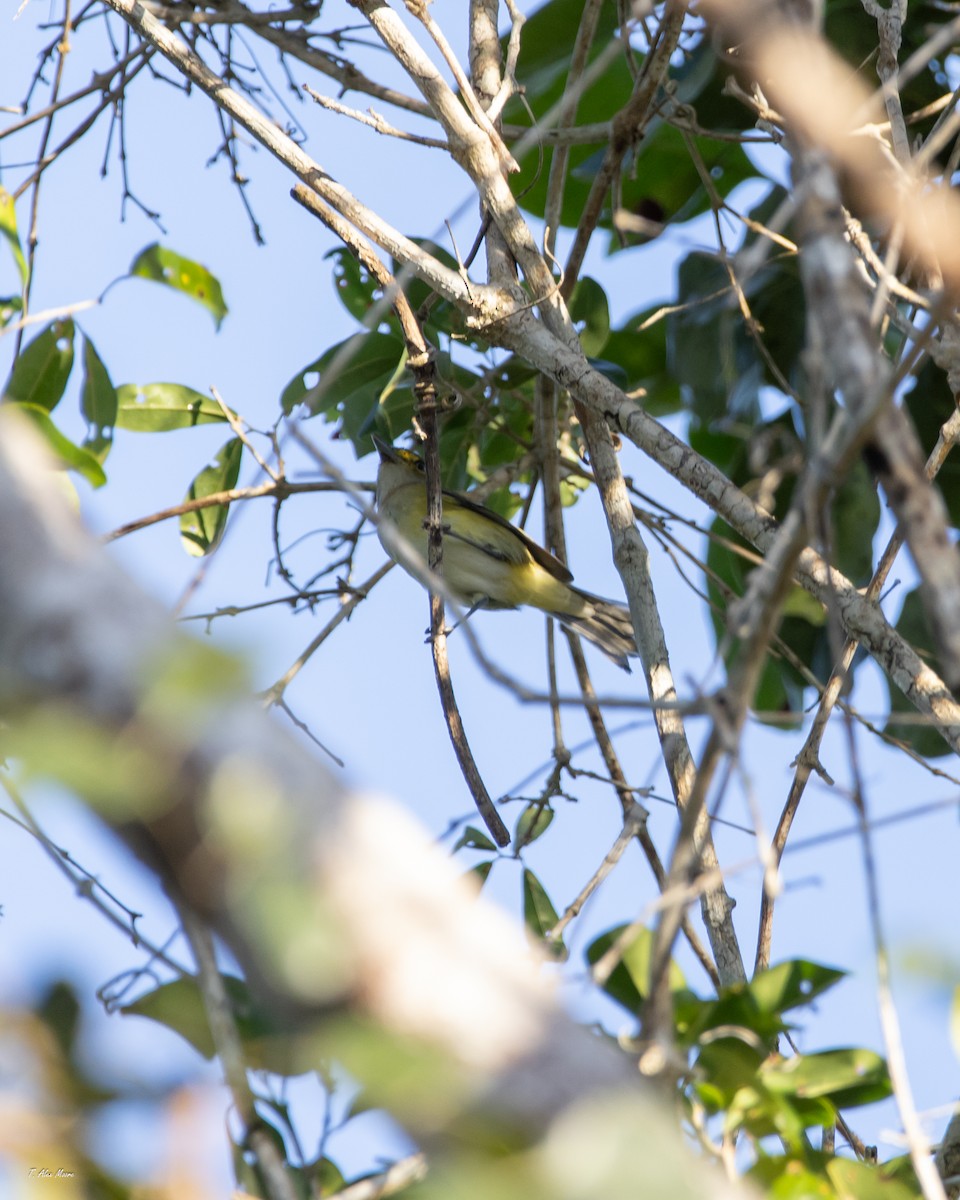 Vireo Ojiblanco - ML647329862