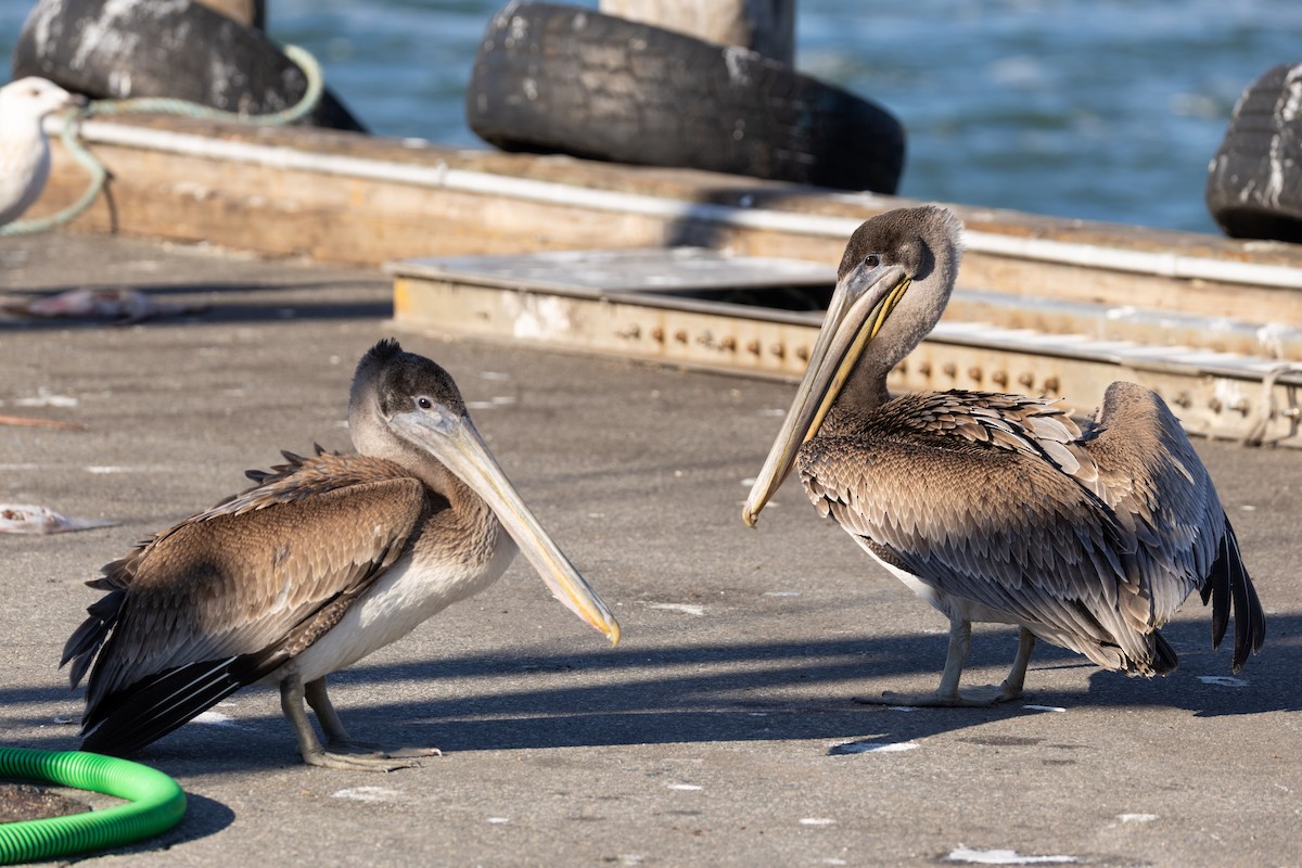 Brown Pelican - ML647329864
