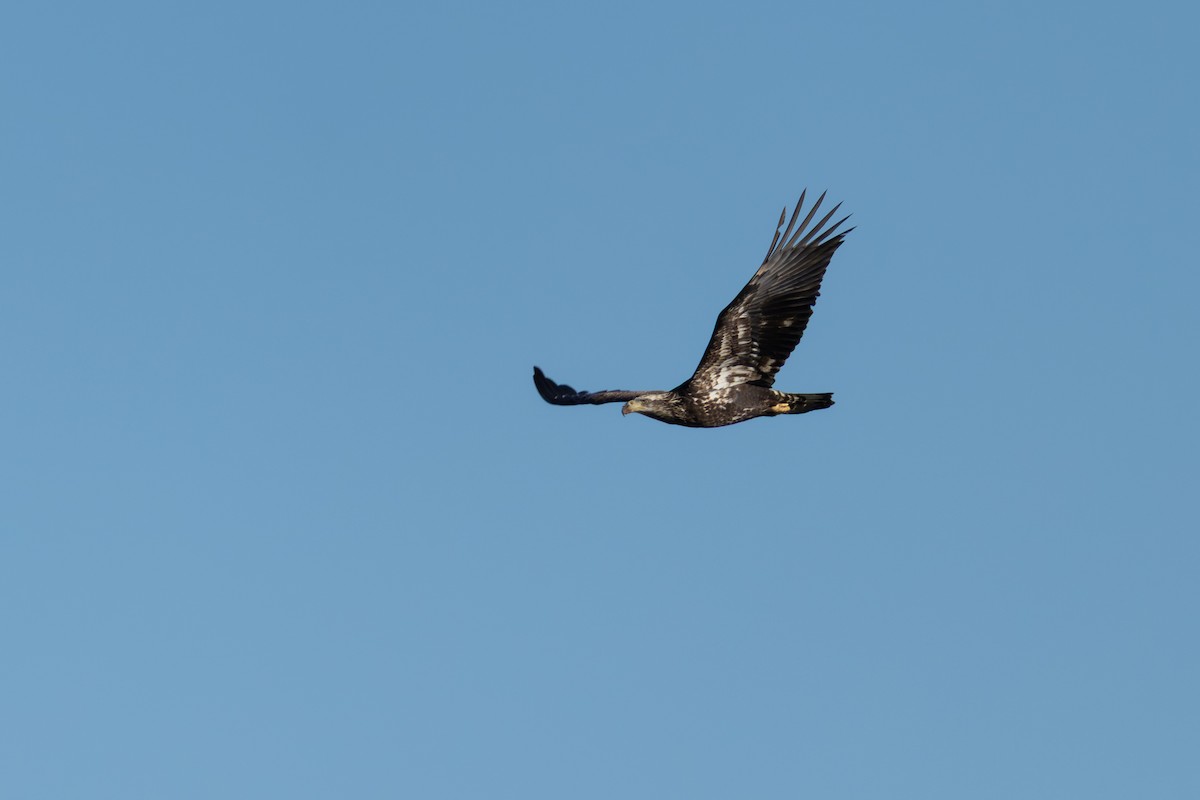 Орлан білоголовий - ML647329866