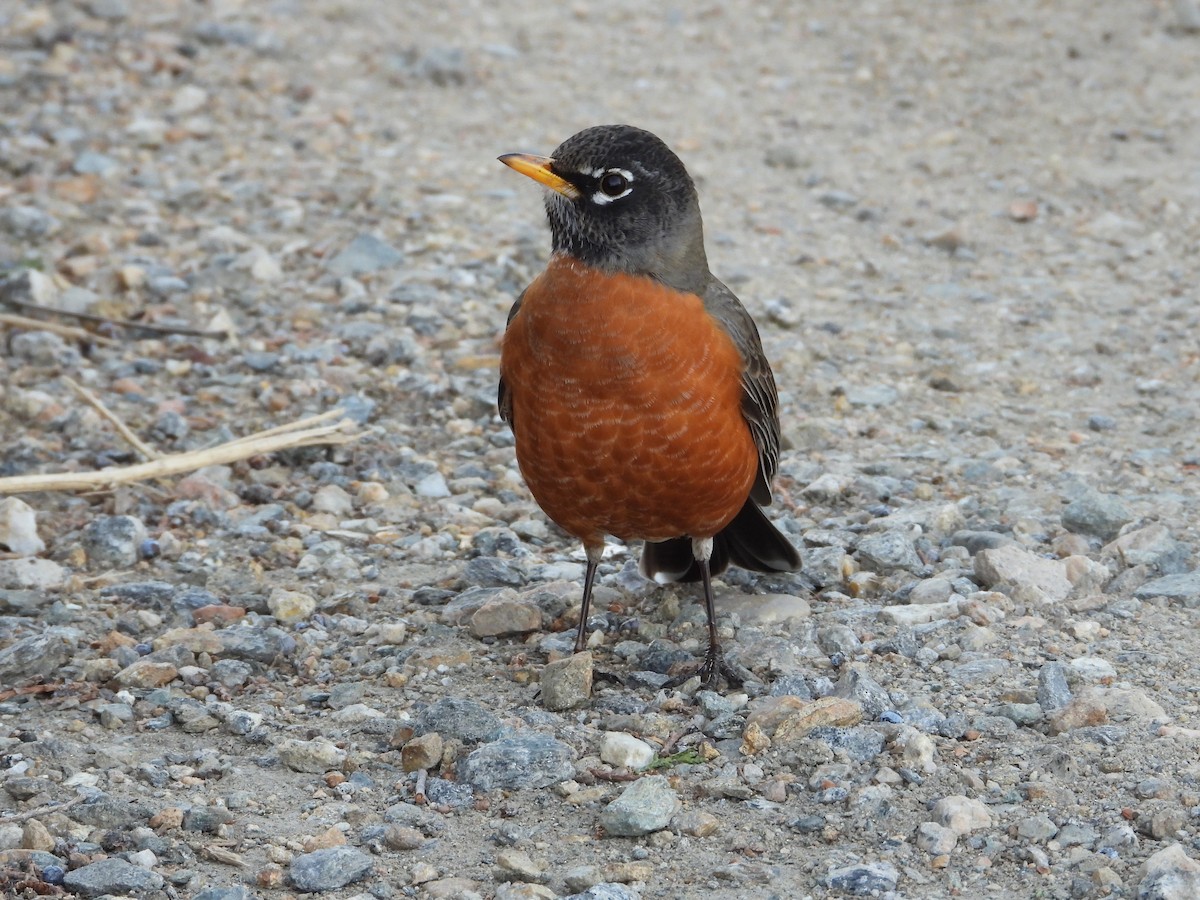 American Robin - ML647329869