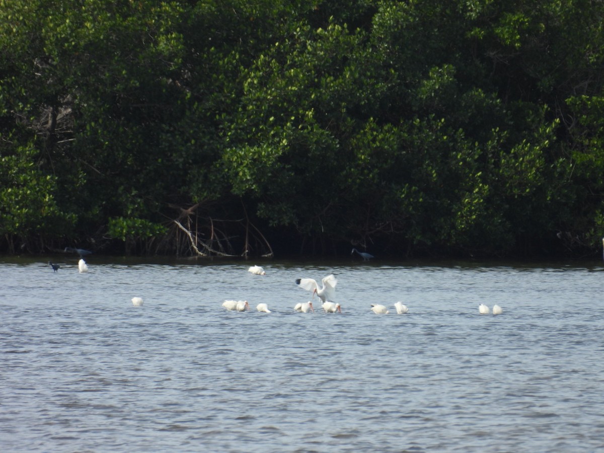 White Ibis - ML647329872