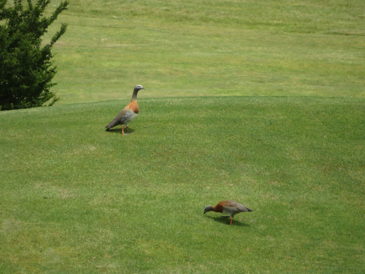 Сероголовый гусь - ML647329879