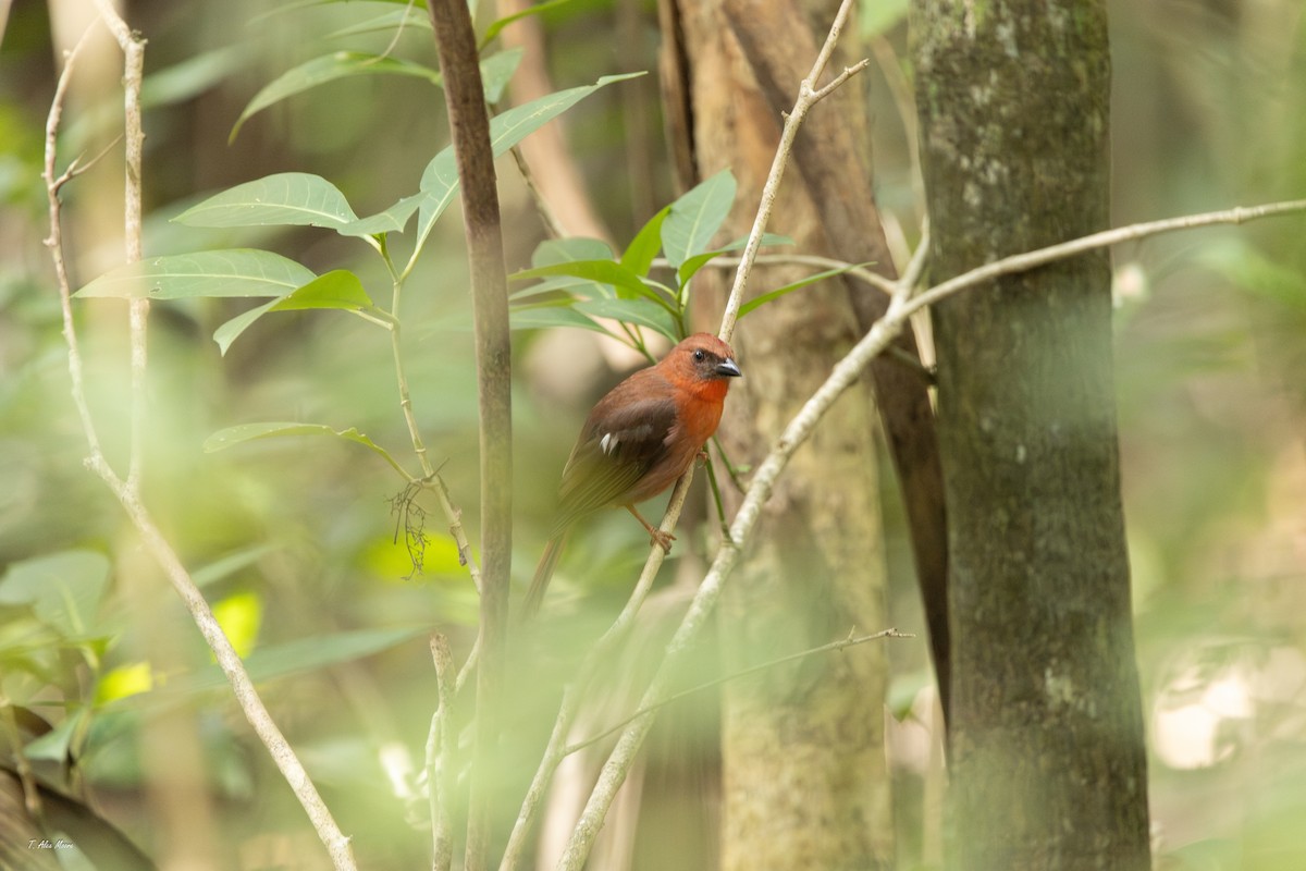 rødstrupemaurtanagar - ML647329885