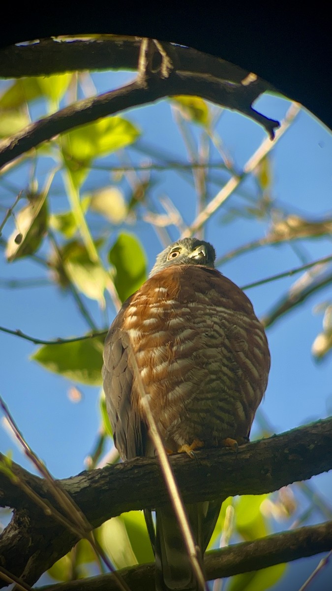 tannglente - ML647329886