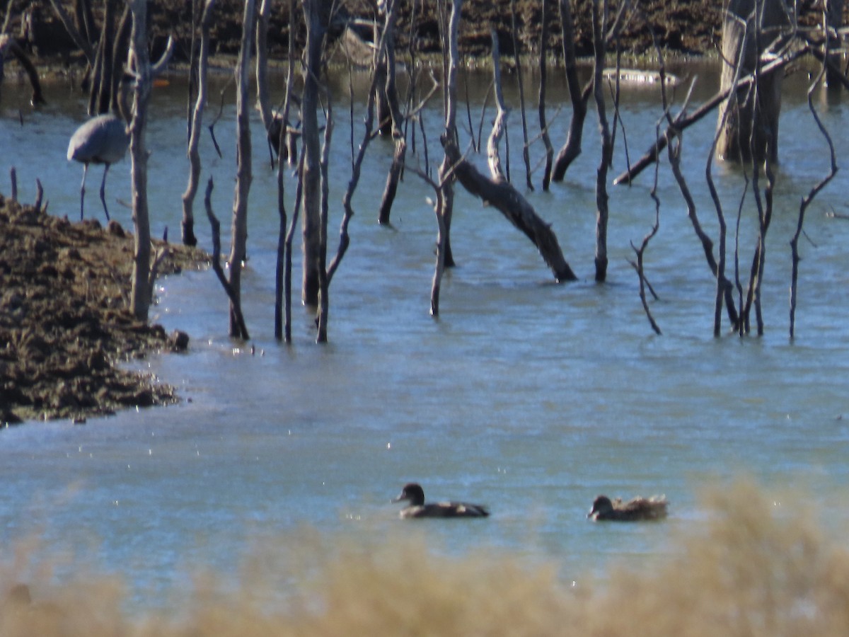 herodiashegre - ML647329888