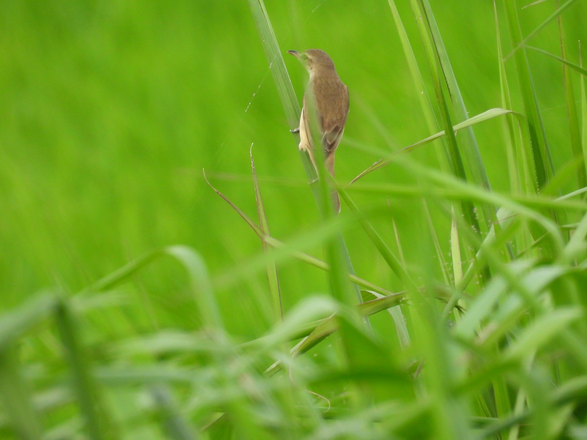 orienttrostesanger - ML647329889