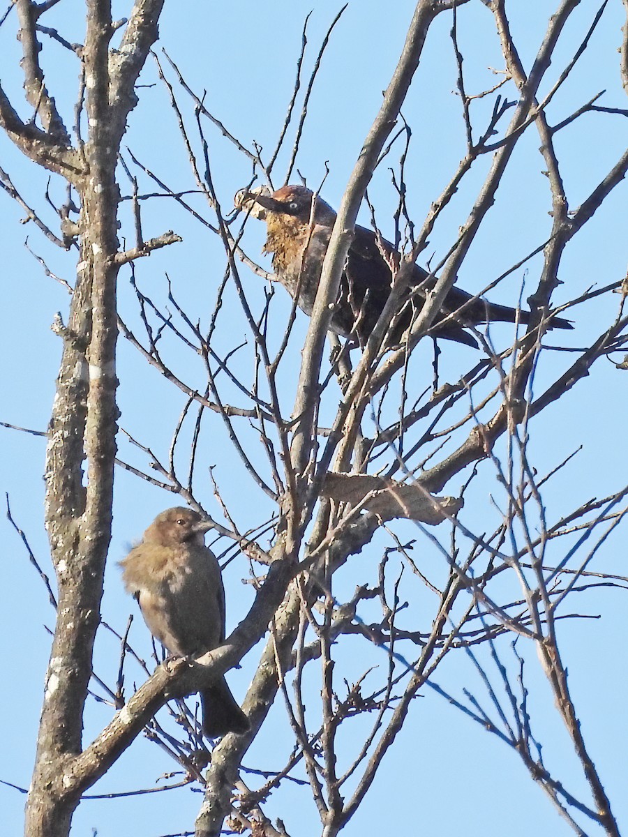 brunhodetrupial - ML647329895