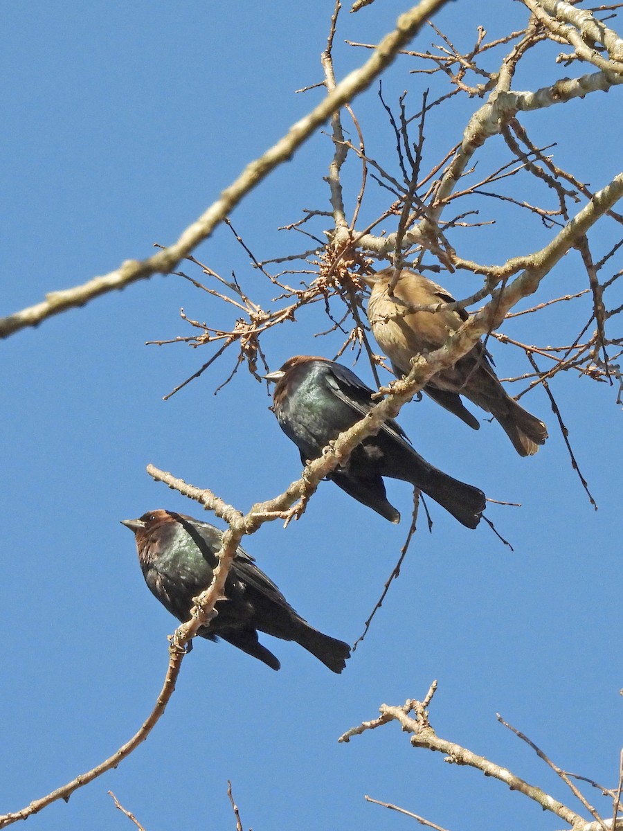 brunhodetrupial - ML647329896