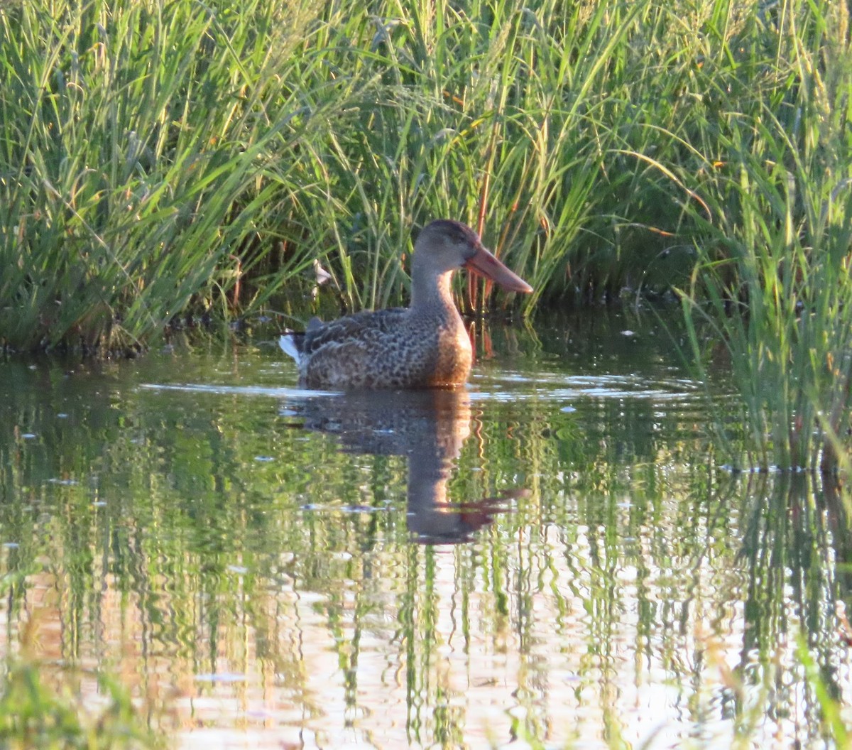 skjeand - ML647329899