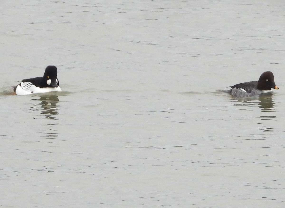 kvinand - ML647329901