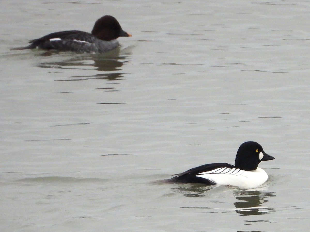 kvinand - ML647329902