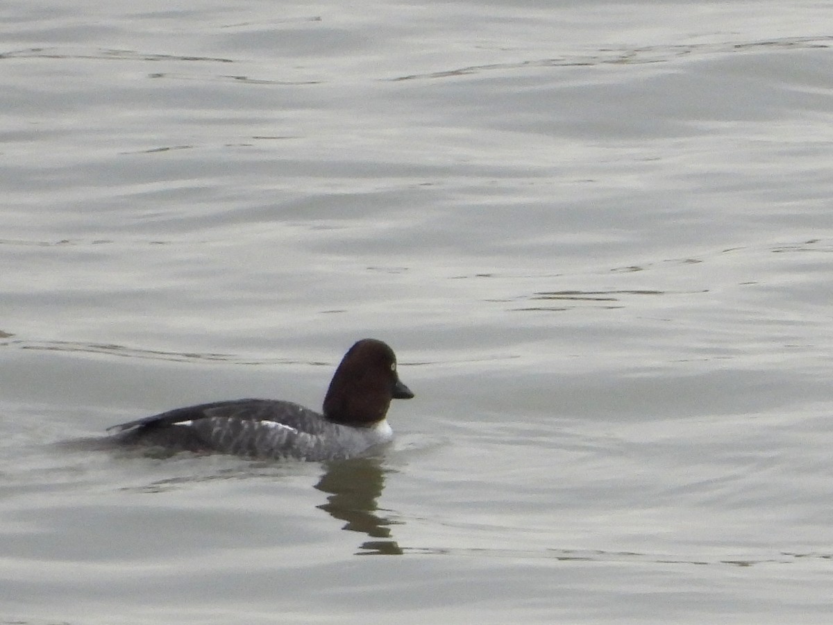 kvinand - ML647329903