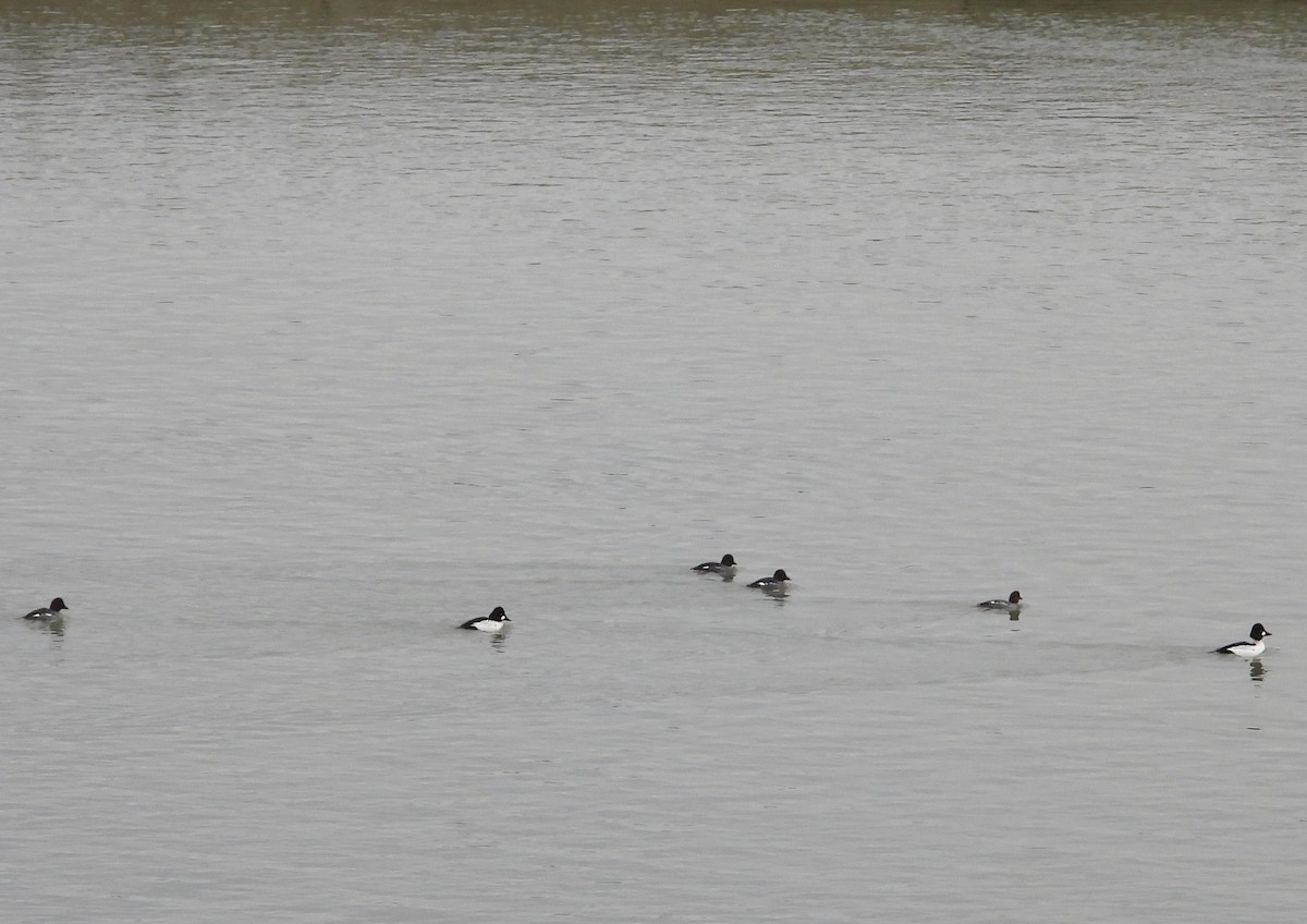 kvinand - ML647329904