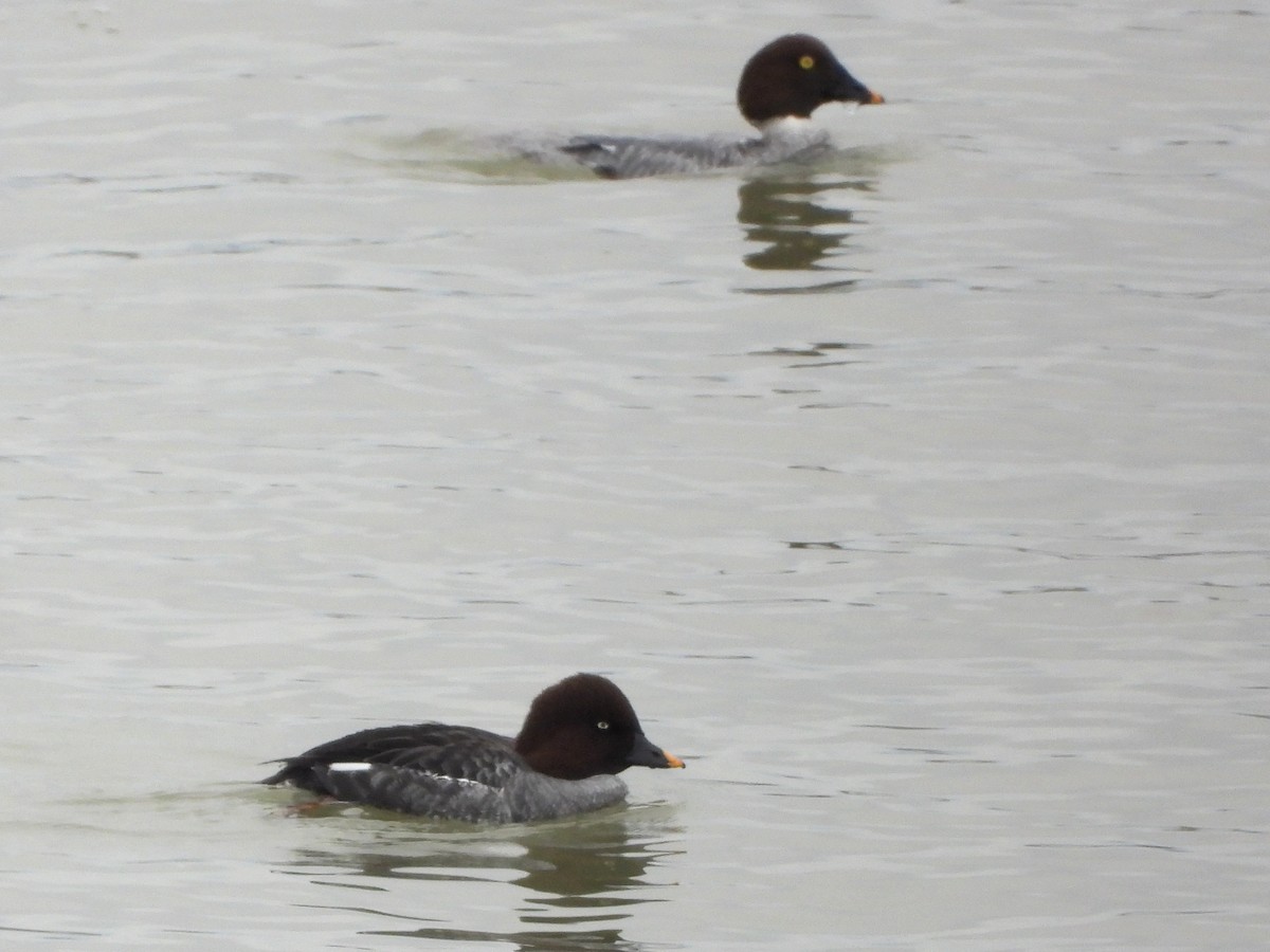 kvinand - ML647329905