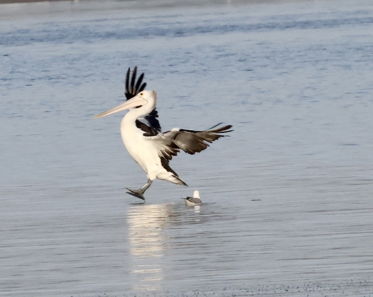 australiapelikan - ML647329906