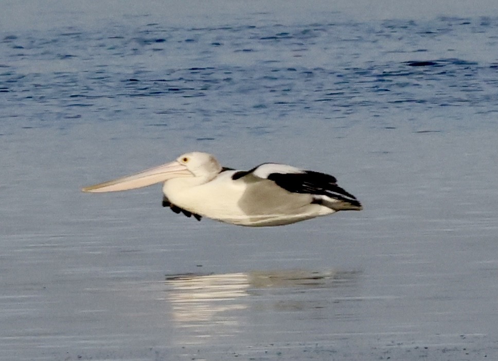 australiapelikan - ML647329907