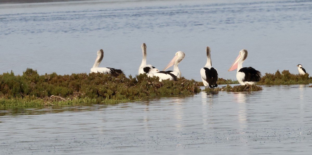 australiapelikan - ML647329908