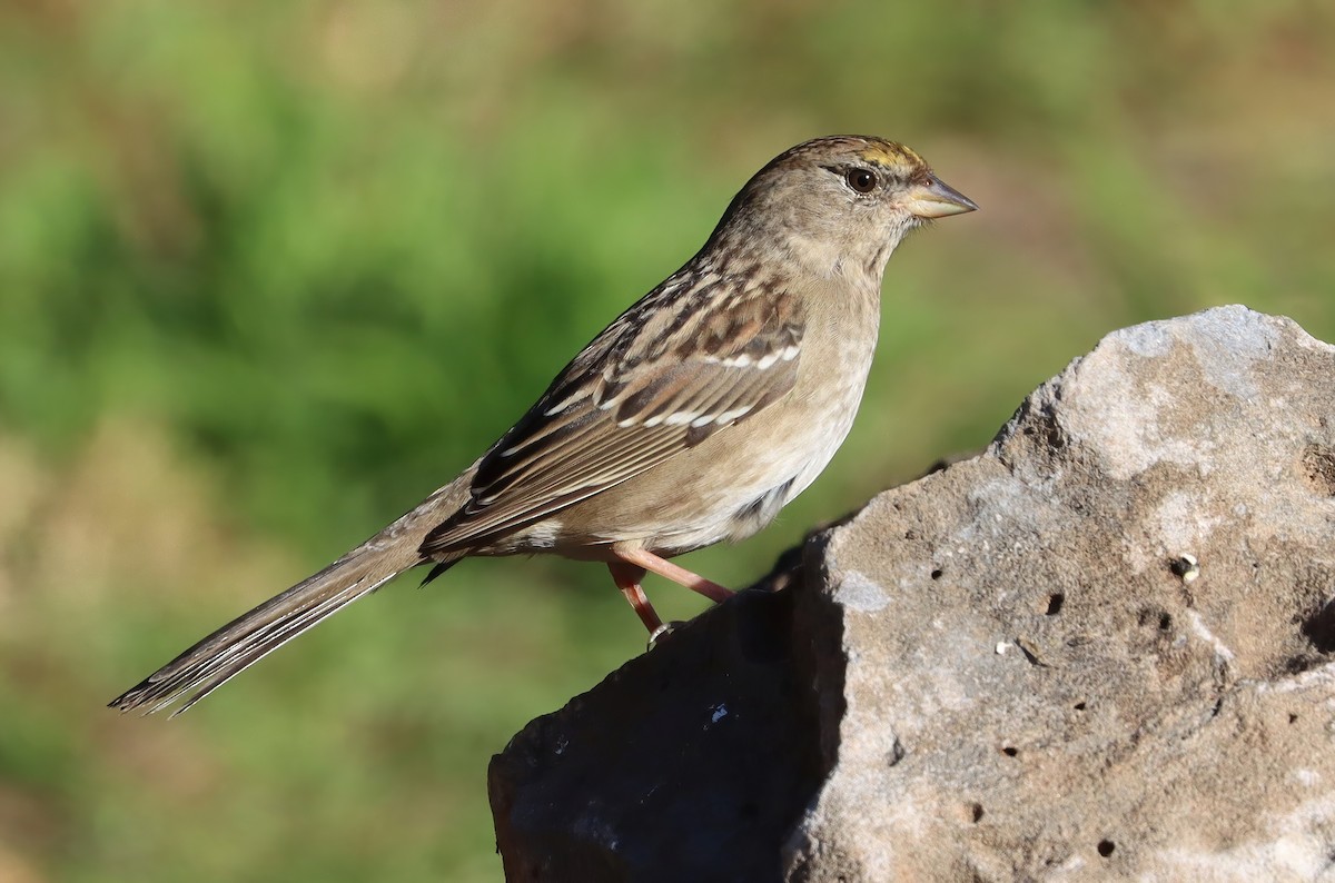 gulkronespurv - ML647329910