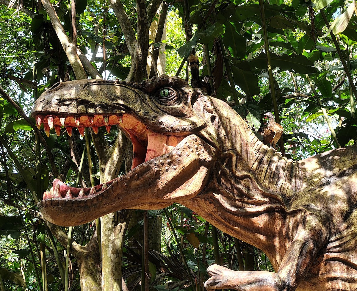 gråhodehokko - ML647329913