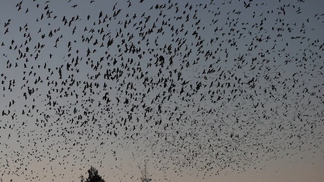 fiskekråke - ML647329915