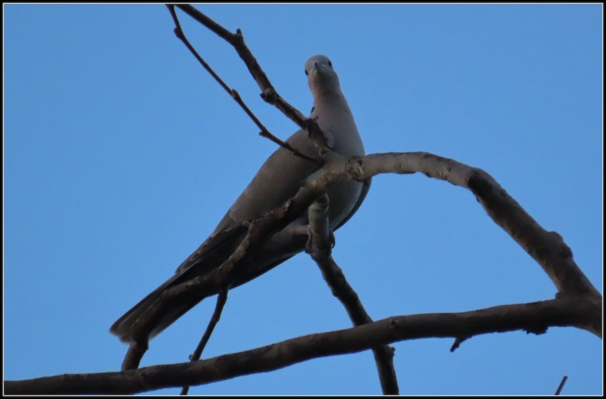 tyrkerdue - ML647329916