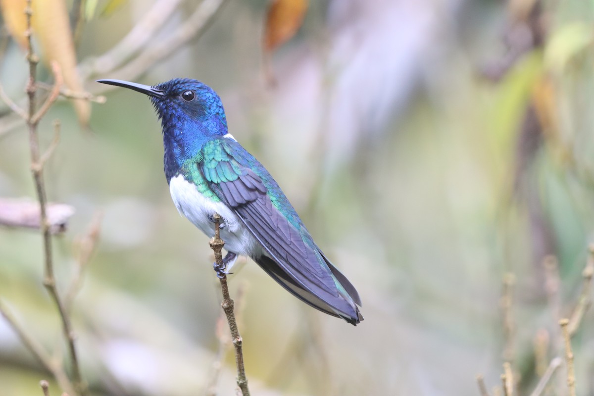 hvitnakkekolibri - ML647329918