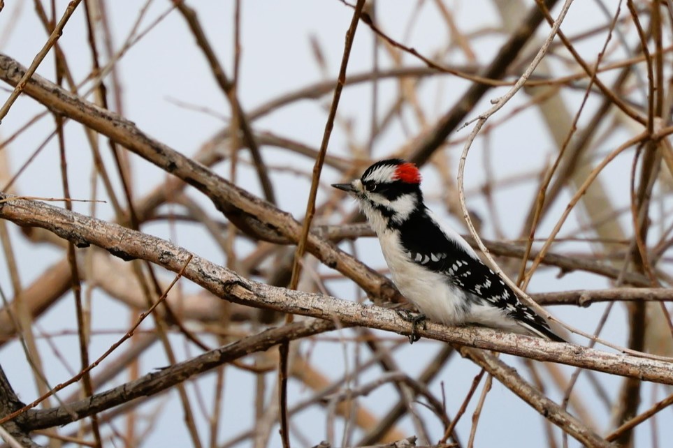 Downy Woodpecker - ML647329926