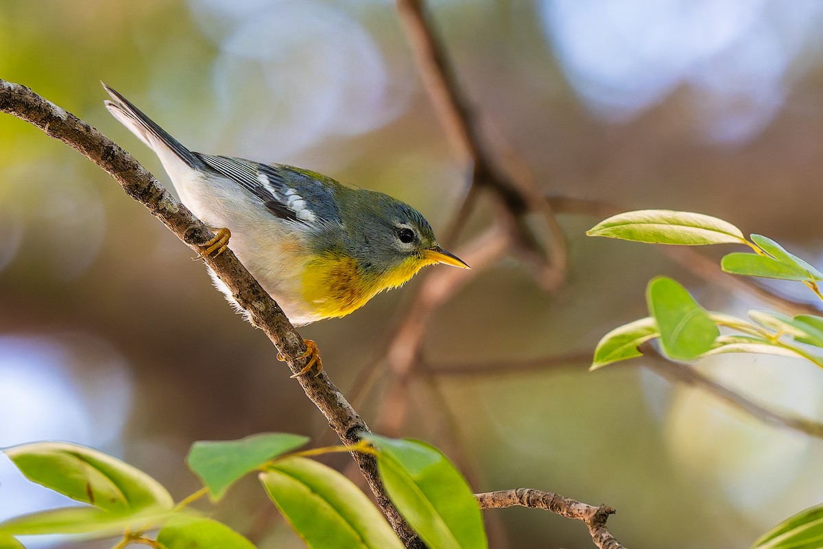 Northern Parula - ML647329927