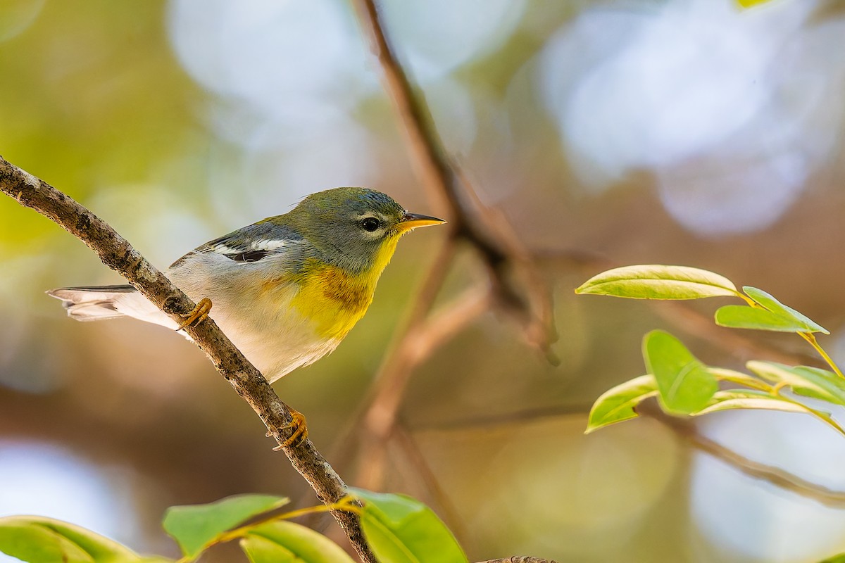 Northern Parula - ML647329928