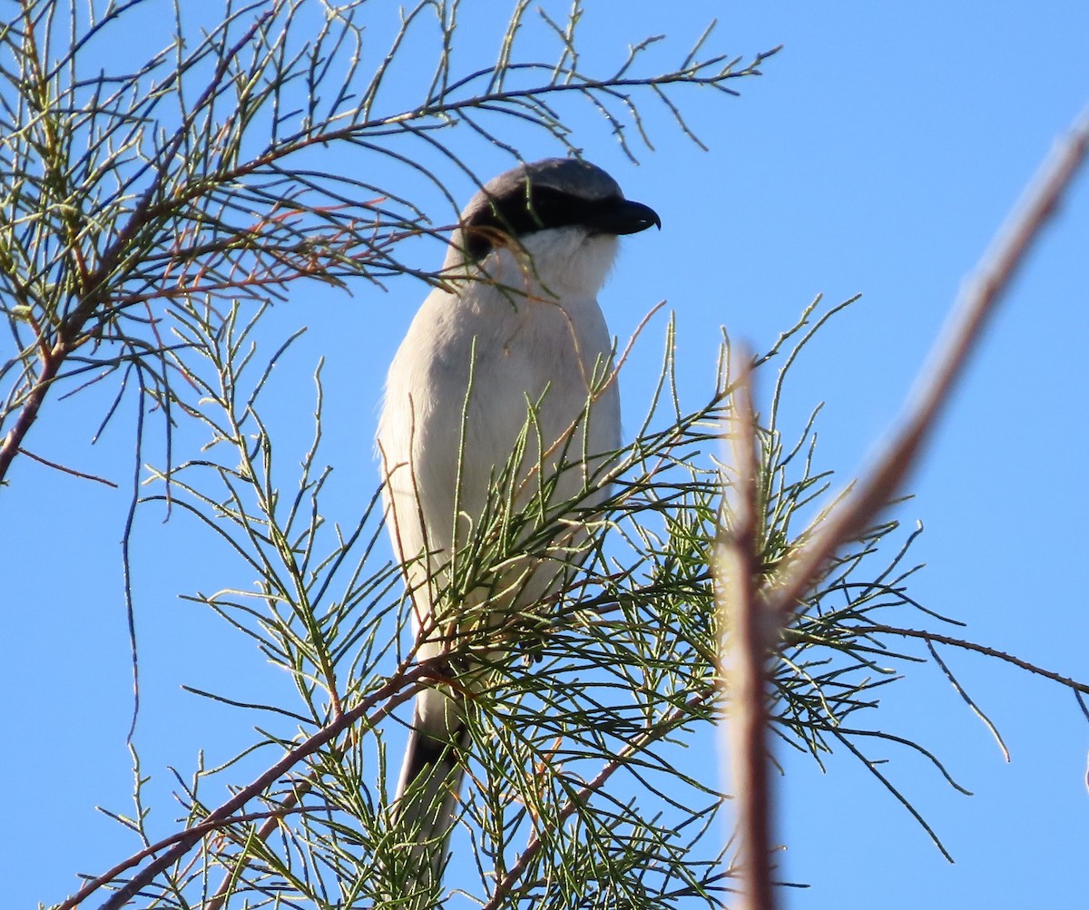 Loggerhead Shrike - ML647329933