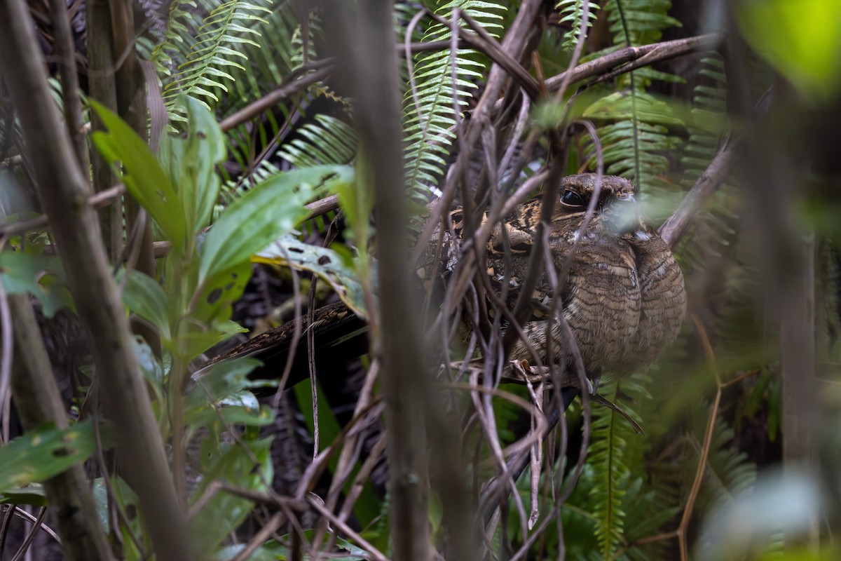 pauraquenattravn - ML647329934