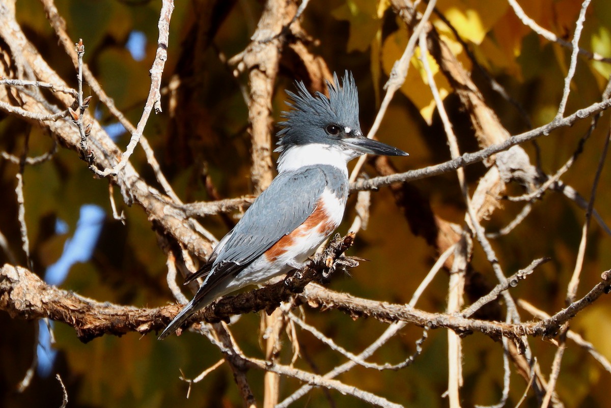 שלדג אמריקני - ML647329937