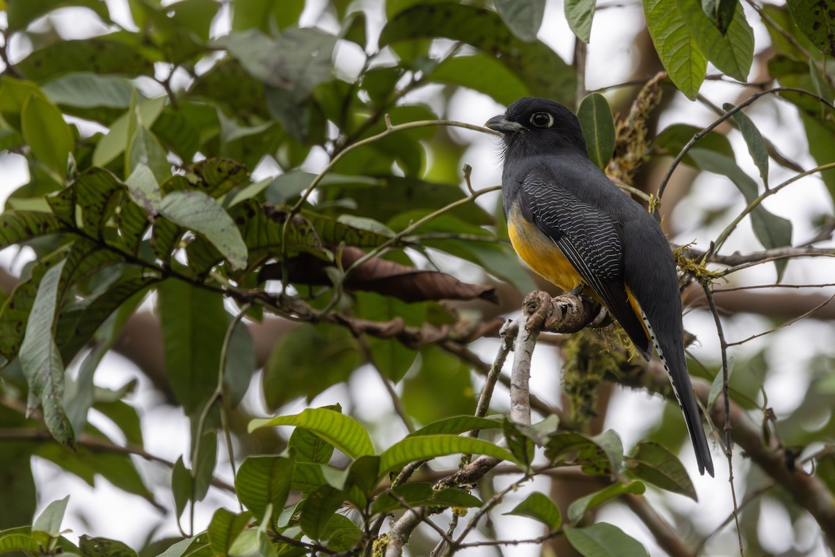 Trogon pattu - ML647329938