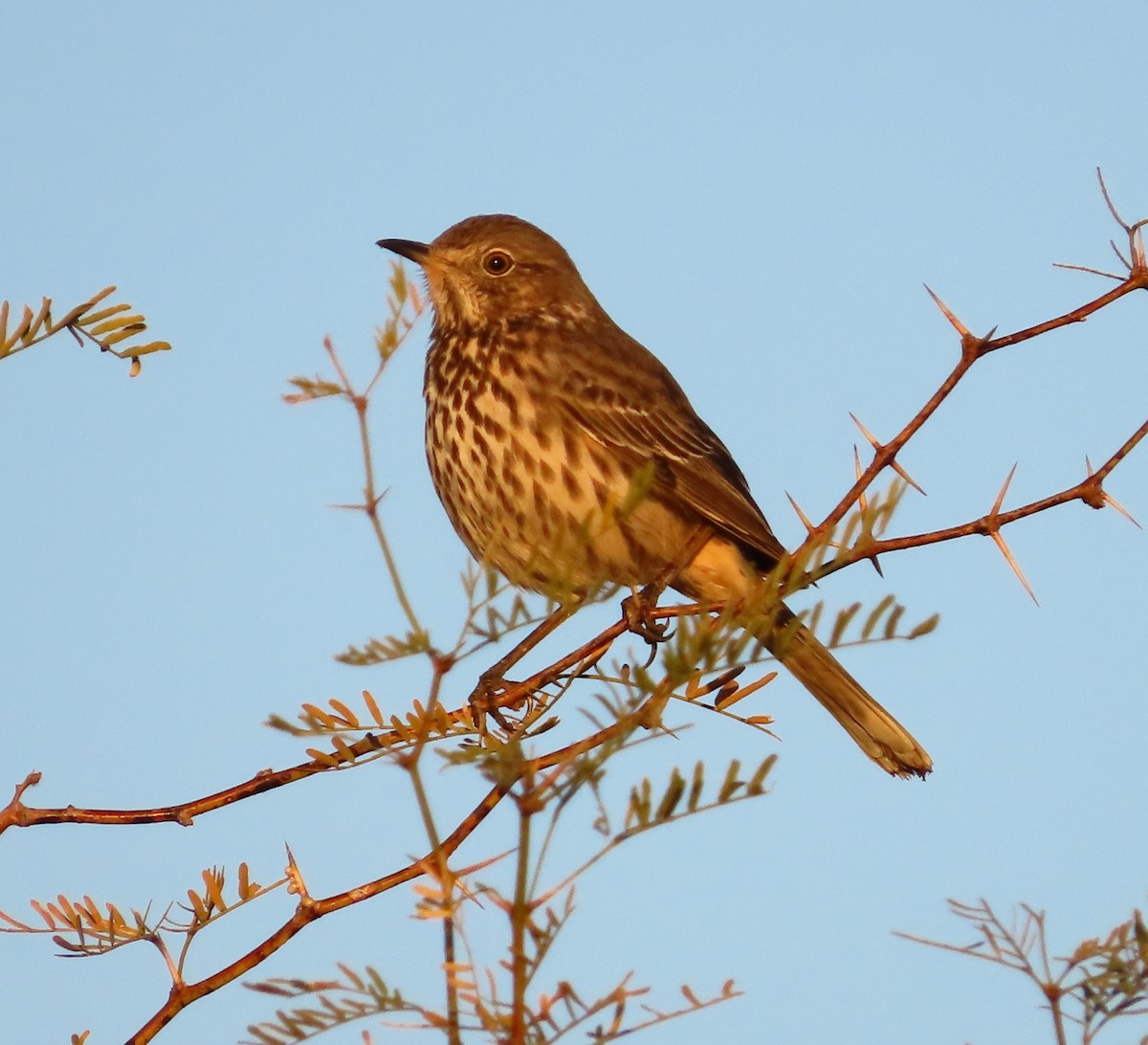 Sage Thrasher - ML647329948