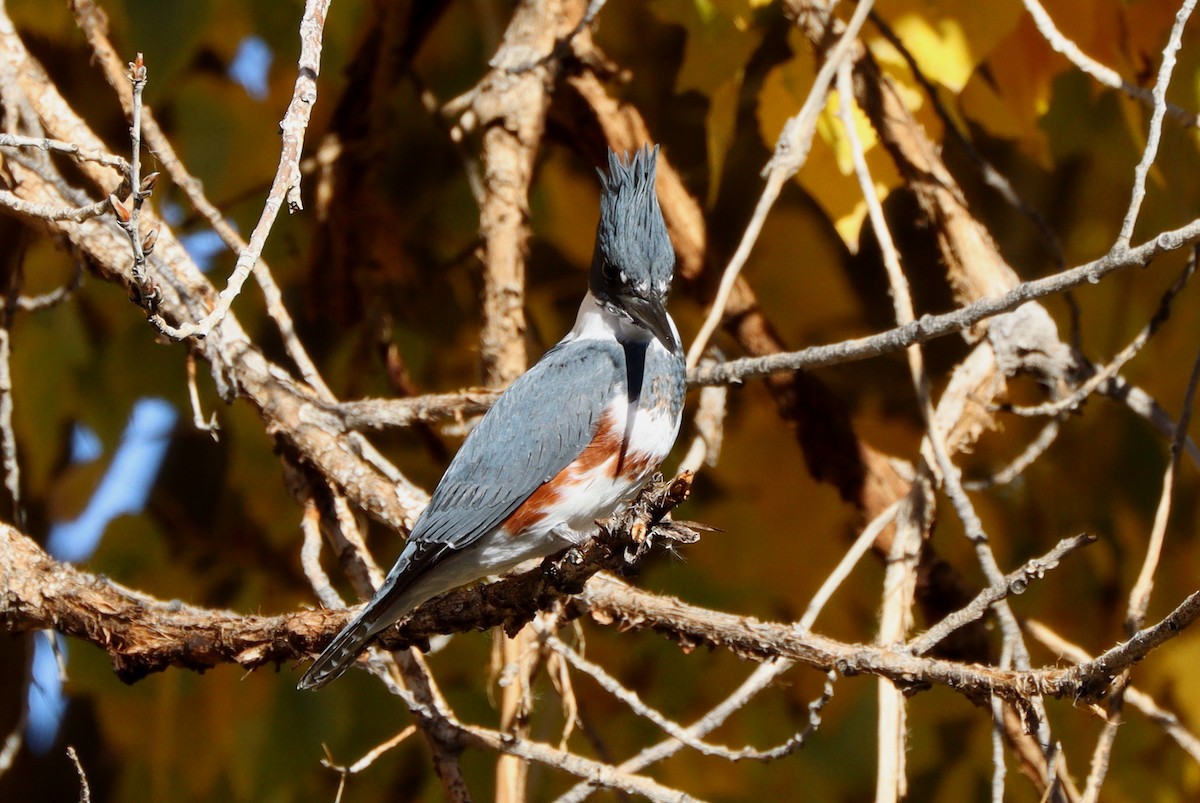שלדג אמריקני - ML647329949