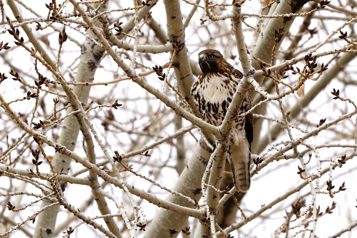 Poiana codarossa - ML647329961