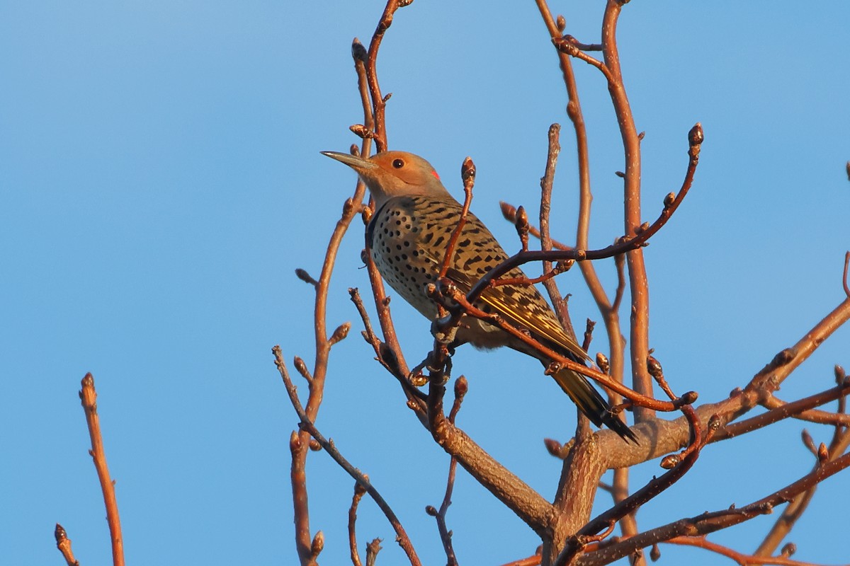 Northern Flicker - ML647329964