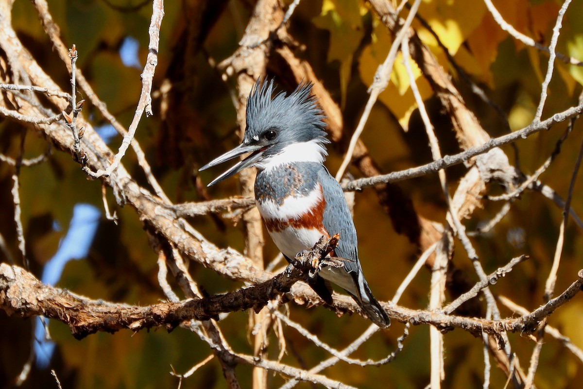 שלדג אמריקני - ML647329965