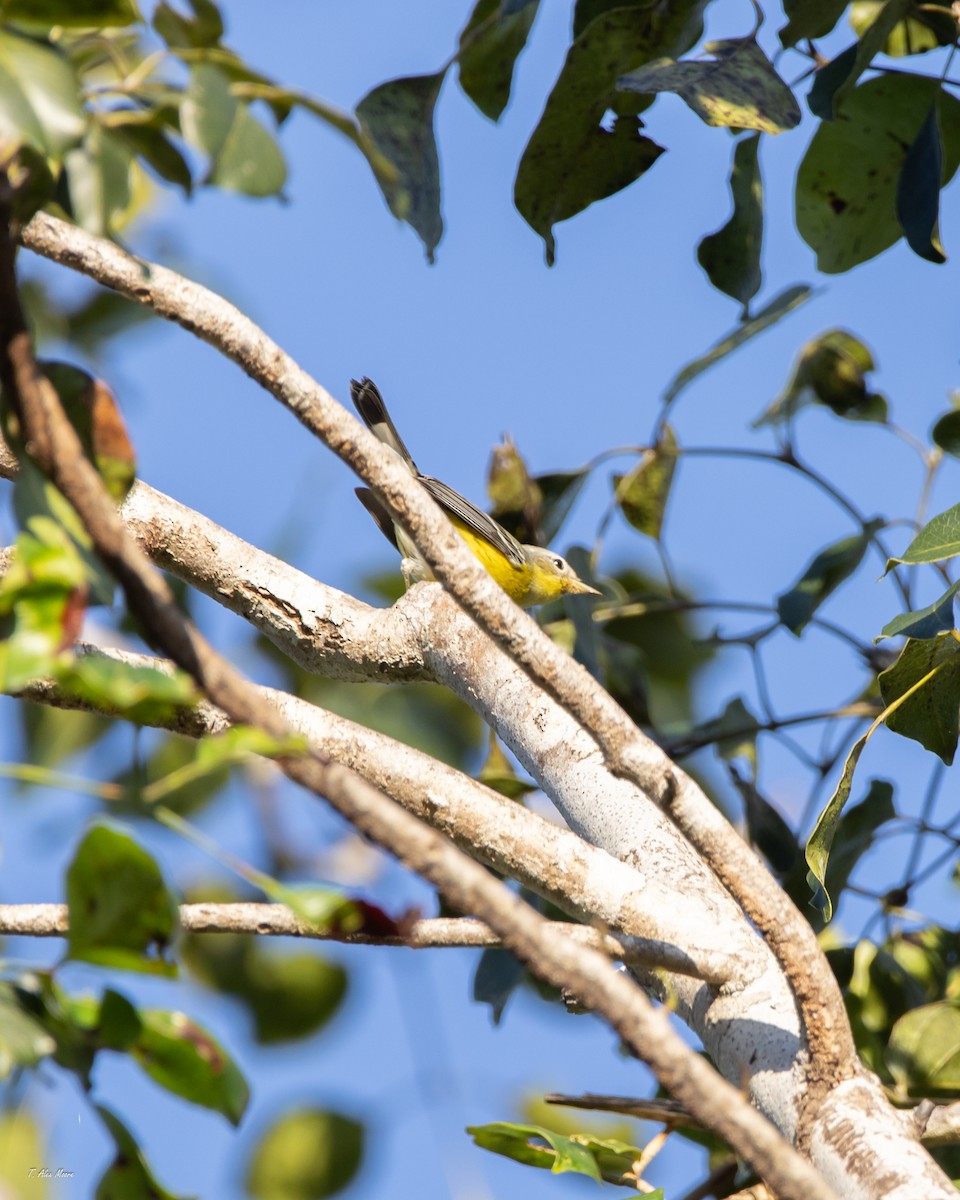 Magnolia Warbler - ML647329969