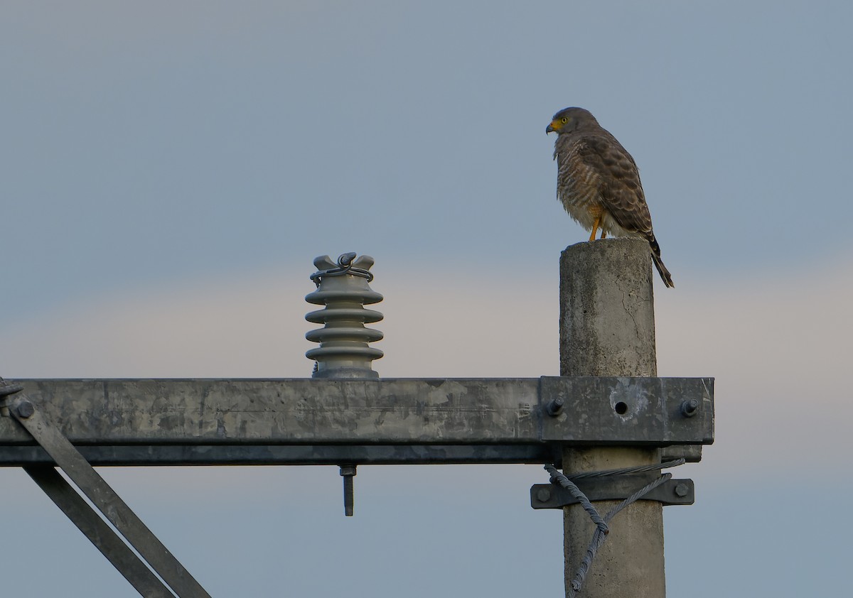 Roadside Hawk - ML647329988